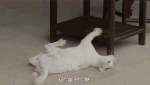 娱乐吃瓜酱虐猫博主