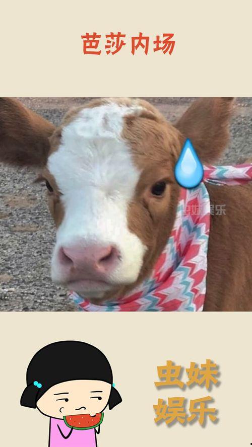 娱乐吃瓜酱拼图